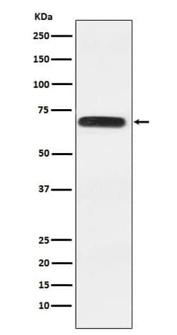MgcRacGAP/RACGAP1 Antibody (SR2170), Novus Biologicals™