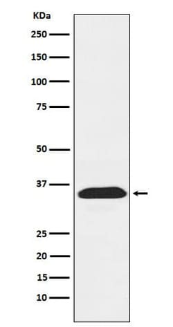 PEX19 Antibody (SR1574), Novus Biologicals 100 &mu;g; Unconjugated:Antibodies,