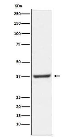 NFYA Antibody (SR1622), Novus Biologicals:Antibodies:Primary Antibodies