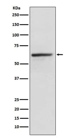 KLC1 Antibody (SR2098), Novus Biologicals 100 &mu;g; Unconjugated:Antibodies,
