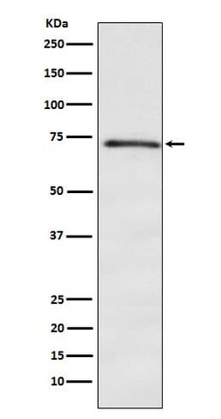 DOK1 Antibody (SR2097), Novus Biologicals 100 &mu;g | Buy Online | Novus Biologicals | Fisher Scientific