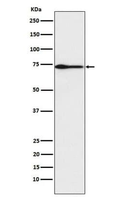 Protein S/PROS1 Antibody (SR2203), Novus Biologicals 50 &mu;g; Unconjugated:Antibodies,