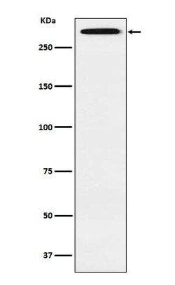 SMG1 Antibody (SR1684), Novus Biologicals 100 &mu;g; Unconjugated:Antibodies,