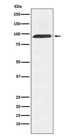 Dynamin 3 Antibody (SR2308), Novus Biologicals:Antibodies:Primary Antibodies