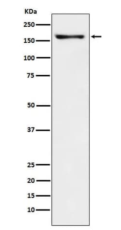 Caspr2 Antibody (SR1224), Novus Biologicals 100 &mu;g; Unconjugated:Antikörper
