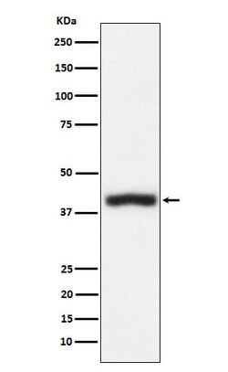 CD1c/BDCA-1 Antibody (SR1634), Novus Biologicals:Antibodies:Primary Antibodies