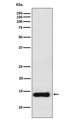 EG-VEGF/PK1 Antibody (SR1180), Novus Biologicals 100 &mu;g; Unconjugated:Antibodies,