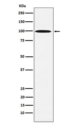 Gamma Adaptin Antibody (SR1005), Novus Biologicals:Antibodies:Primary Antibodies