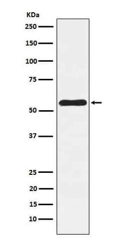 NLK Antibody (SR2028), Novus Biologicals:Antibodies:Primary Antibodies