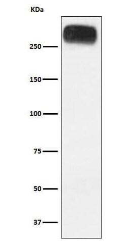 mGluR3 Antibody (SR1543), Novus Biologicals:Antibodies:Primary Antibodies