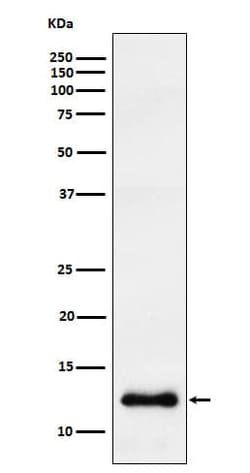 CCL23/Ck beta 8-1/MIP3 Antibody (SR1145), Novus Biologicals:Antibodies:Primary