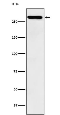 KAT4/TBP Associated Factor 1 Antibody (SR1493), Novus Biologicals 50 &mu;g;