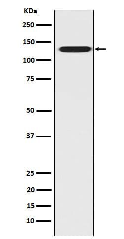 CC2D1A Antibody (SR1124), Novus Biologicals 50 &mu;g; Unconjugated:Antibodies,