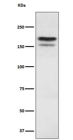 G9a/EHMT2 Antibody (SR1220), Novus Biologicals:Antibodies:Primary Antibodies
