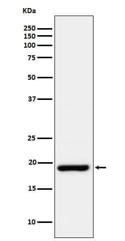 CIRBP Antibody (SR1307), Novus Biologicals:Antibodies:Primary Antibodies