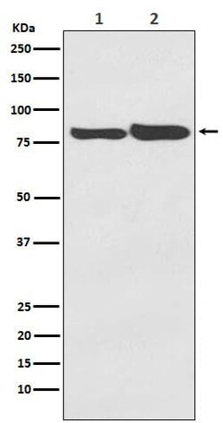 FACL4 Antibody (SR2220), Novus Biologicals 50 &mu;g; Unconjugated:Antibodies,