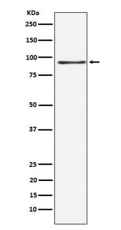 RanBP3 Antibody (SR2138), Novus Biologicals:Antibodies:Primary Antibodies