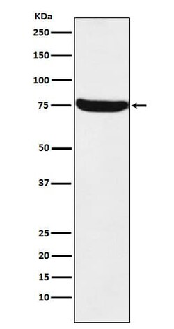 HTF9C Antibody (SR2192), Novus Biologicals:Antibodies:Primary Antibodies