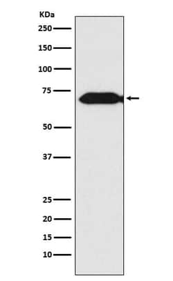 Themis Antibody (SR2184), Novus Biologicals 100 &mu;g; Unconjugated:Antibodies,