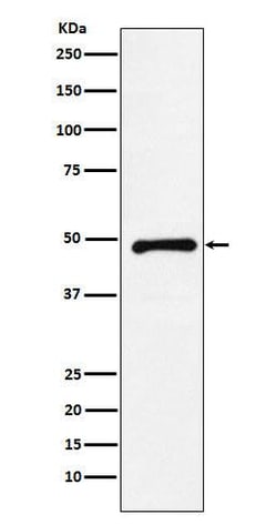 CTBP2 Antibody (SR1810), Novus Biologicals:Antibodies:Primary Antibodies