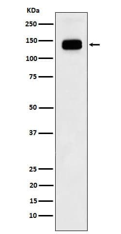 TFII-I Antibody (SR1139), Novus Biologicals 100 &mu;g; Unconjugated:Antibodies,