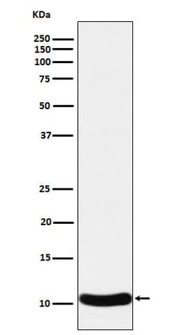 CCL27/CTACK Antibody (SR1146), Novus Biologicals:Antibodies:Primary Antibodies