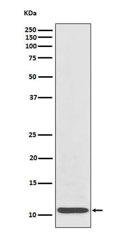 CXCL8/IL-8 Antibody (SR1081), Novus Biologicals 100 &mu;g; Unconjugated:Antibodies,