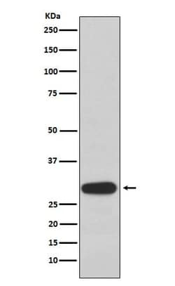 Olig3 Antibody (SR1487), Novus Biologicals:Antibodies:Primary Antibodies