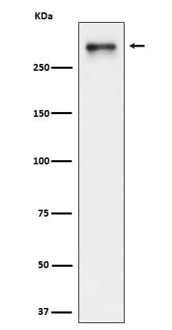 USP24 Antibody (SR1479), Novus Biologicals 50 &mu;g; Unconjugated:Antibodies,