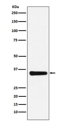 MED4 Antibody (SR1586), Novus Biologicals 100 &mu;g; Unconjugated:Antibodies,