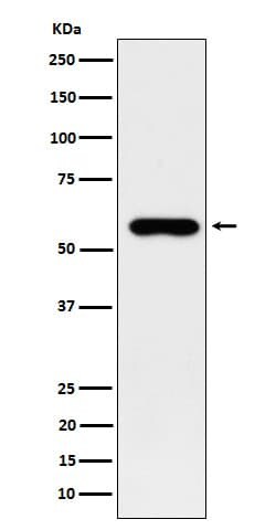 SUOX Antibody (SR2065), Novus Biologicals 100 &mu;g | Buy Online | Novus Biologicals | Fisher Scientific