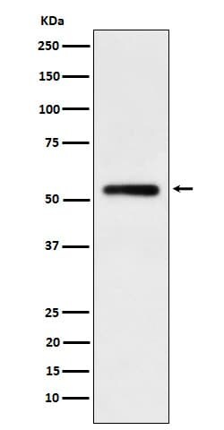 IgG1 Antibody (SR1920), Novus Biologicals 50 &mu;g; Unconjugated:Antibodies,