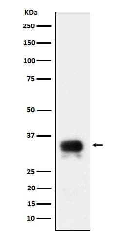 CD24 Antibody (SR1522), Novus Biologicals 50 &mu;g; Unconjugated:Antibodies,