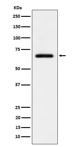 USP39 Antibody (SR2103), Novus Biologicals:Antibodies:Primary Antibodies