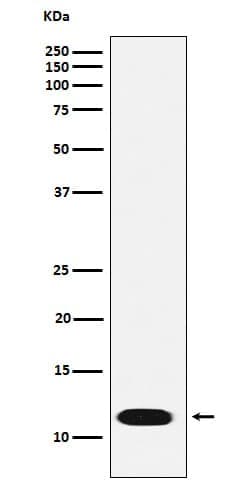 ICAT/CTNNBIP1 Antibody (SR1112), Novus Biologicals 100 &mu;g, Unconjugated:Antibodies,
