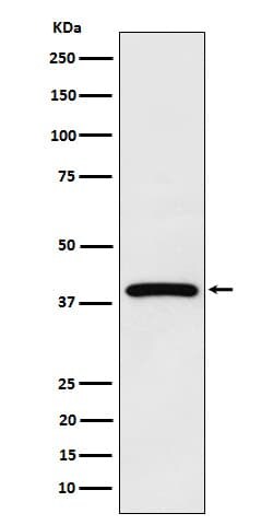 NCF4 Antibody (SR1655), Novus Biologicals 100 &mu;g | Buy Online | Novus Biologicals | Fisher Scientific