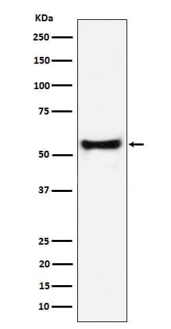 PDCD7 Antibody (SR1994), Novus Biologicals:Antibodies:Primary Antibodies