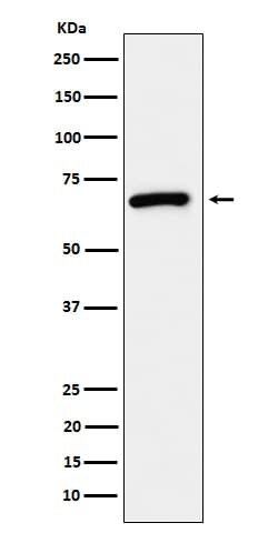 USP39 Antibody (SR2104), Novus Biologicals 50 &mu;g; Unconjugated:Antibodies,