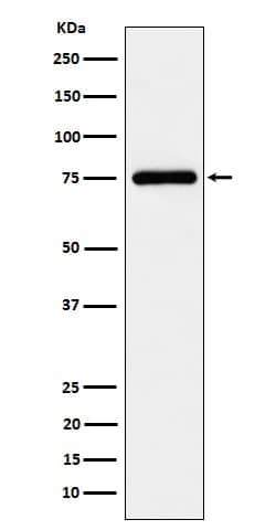 TUG Antibody (SR2139), Novus Biologicals 50 &mu;g; Unconjugated:Antibodies,