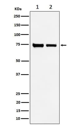 CPSF73 Antibody (SR2209), Novus Biologicals:Antibodies:Primary Antibodies