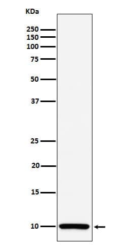 COX6B1 Antibody (SR1049), Novus Biologicals:Antibodies:Primary Antibodies