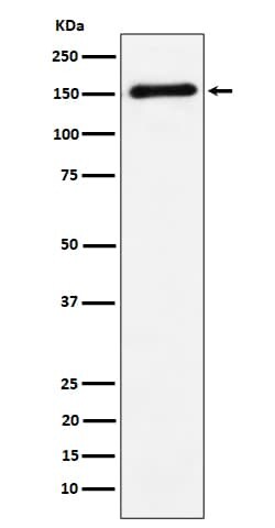 Contactin-4 Antibody (SR1190), Novus Biologicals 100 &mu;g; Unconjugated:Antibodies,
