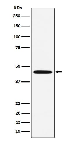 Melanocortin-5 R/MC5R Antibody (SR1772), Novus Biologicals:Antibodies:Primary