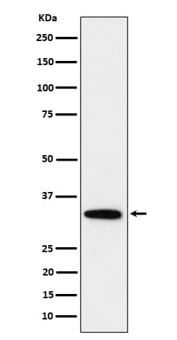 PPP6C Antibody (SR1537), Novus Biologicals 100 &mu;g; Unconjugated:Antibodies,