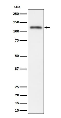 Semaphorin 4D/CD100 Antibody (SR1087), Novus Biologicals:Antibodies:Primary