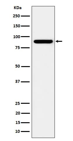 HOOK2 Antibody (SR2255), Novus Biologicals:Antibodies:Primary Antibodies