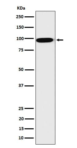 CLPTM1 Antibody (SR2274), Novus Biologicals:Antibodies:Primary Antibodies