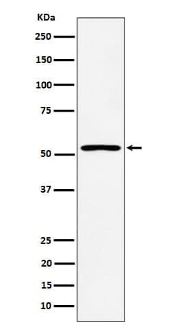 SAMM50 Antibody (SR1928), Novus Biologicals 100 &mu;g; Unconjugated:Antibodies,