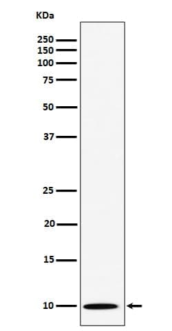 NOP10 Antibody (SR1053), Novus Biologicals 100 &mu;g; Unconjugated:Antibodies,