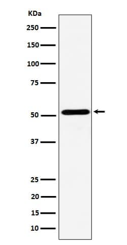 NPY5R Antibody (SR1903), Novus Biologicals:Antibodies:Primary Antibodies